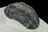 Pedinopariops Trilobite - Mrakib, Morocco #154369-4